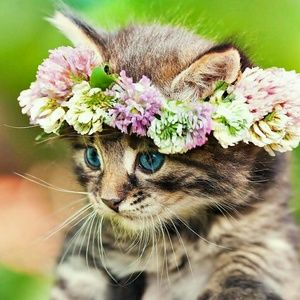 Meet your Posher, Quyen